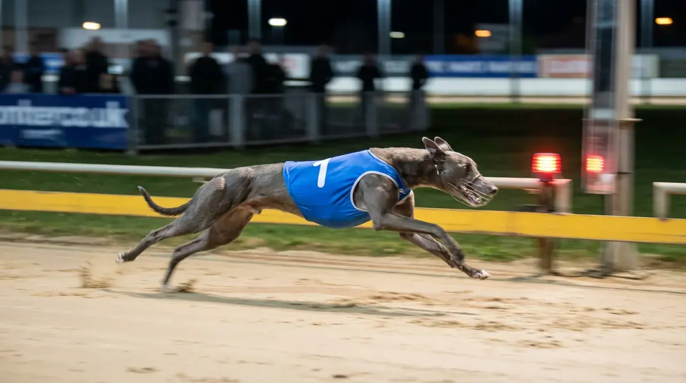 Greyhound sprinting at full pace on a sand track approaching the first bend