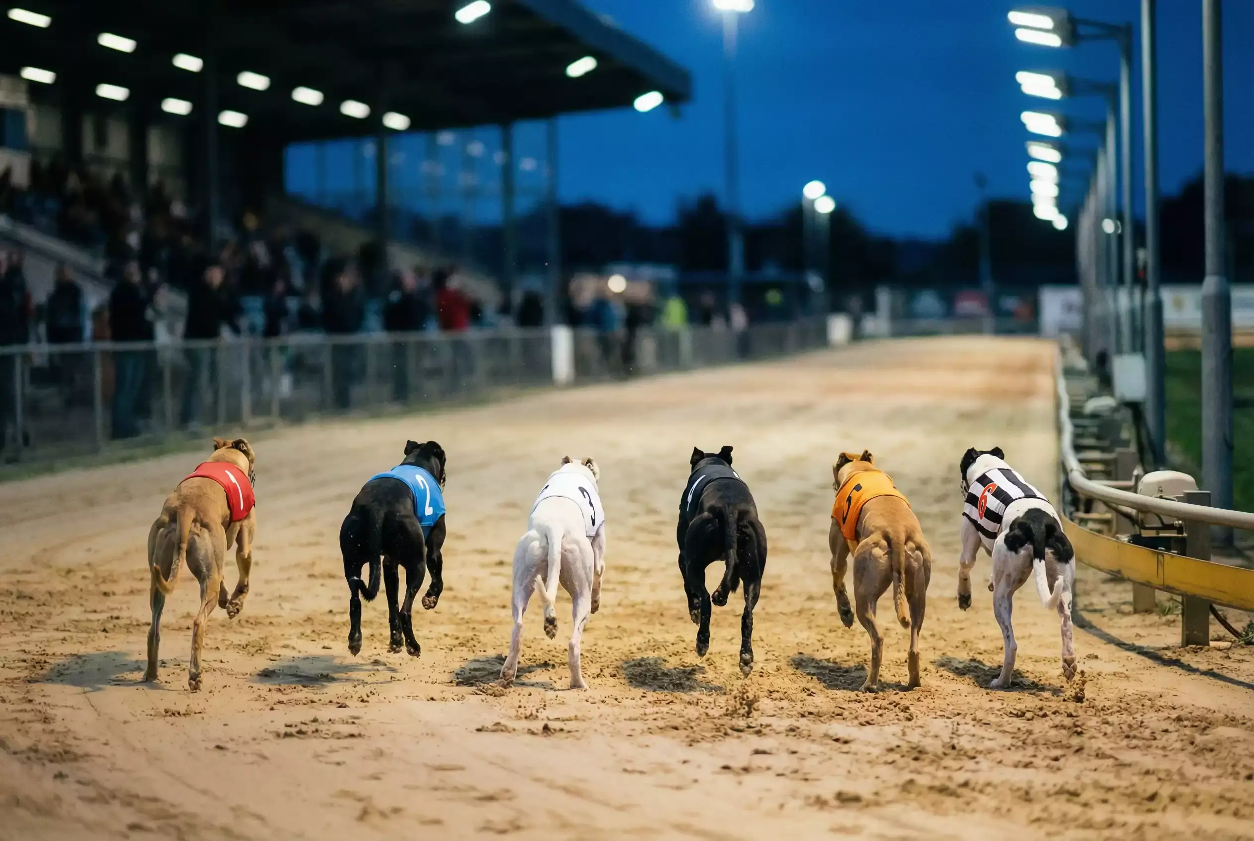 Greyhound racing tips today — greyhounds sprinting out of the traps at a UK evening meeting