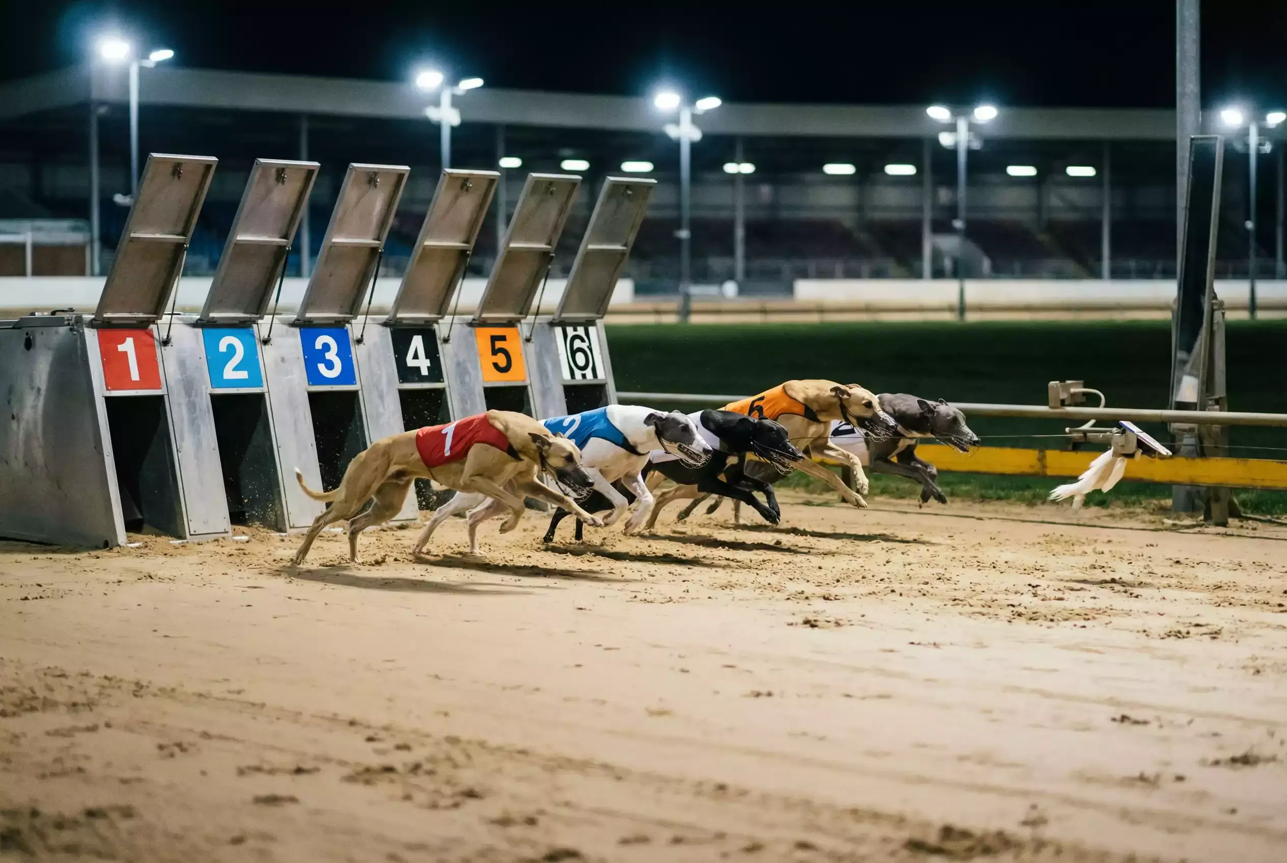 Greyhound starting price — moment the traps open with six greyhounds launching onto the sand track